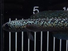画像2: 【淡水魚】【通販】No2 上物個体 スターダストダイヤモンドコウイタ【個体販売】(±16cm)(大型魚・スネークヘッド)(生体)(熱帯魚)NKO (2)