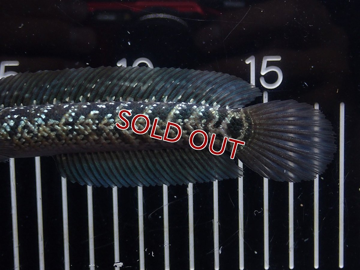 画像3: 【淡水魚】【通販】No2 上物個体 スターダストダイヤモンドコウイタ【個体販売】(±16cm)(大型魚・スネークヘッド)(生体)(熱帯魚)NKO (3)