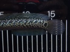 画像3: 【淡水魚】【通販】No2 上物個体 スターダストダイヤモンドコウイタ【個体販売】(±16cm)(大型魚・スネークヘッド)(生体)(熱帯魚)NKO (3)