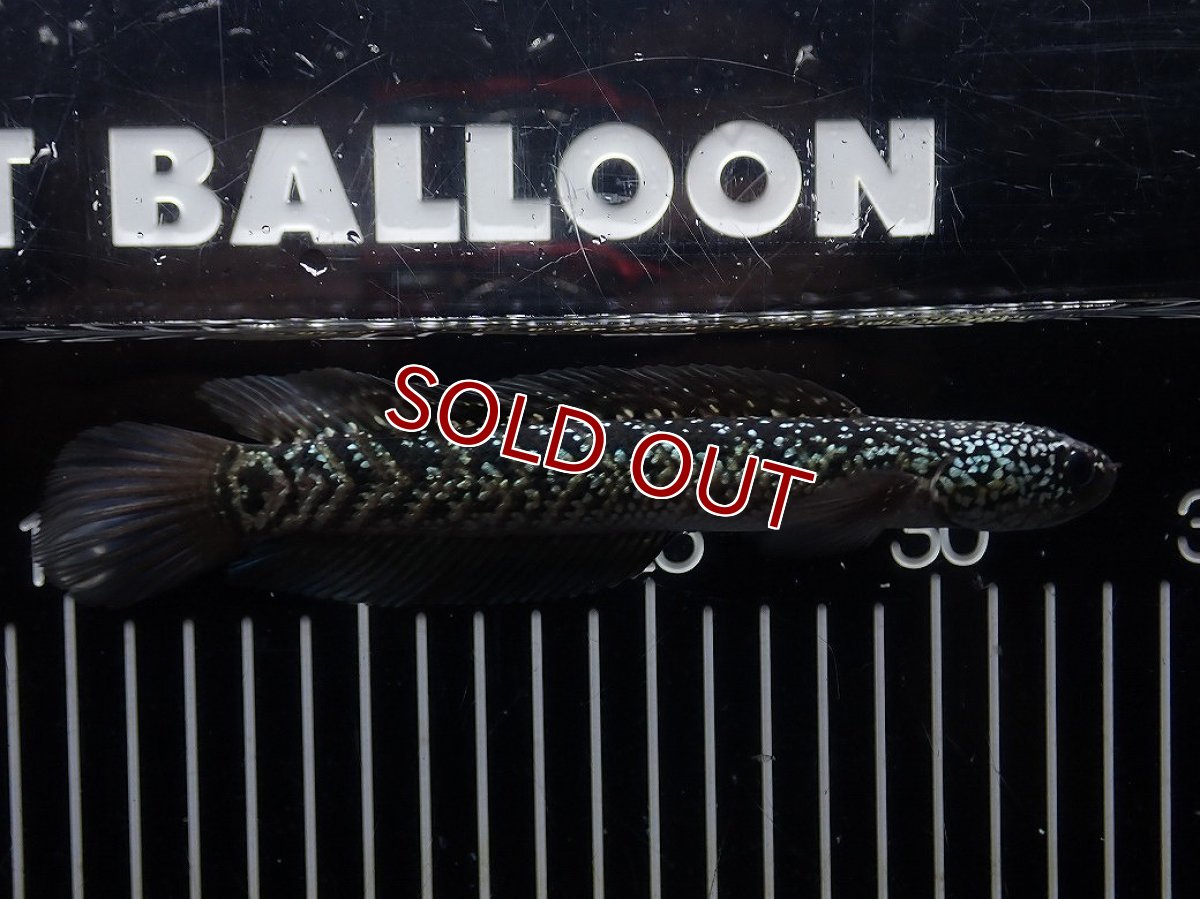 画像4: 【淡水魚】【通販】No2 上物個体 スターダストダイヤモンドコウイタ【個体販売】(±16cm)(大型魚・スネークヘッド)(生体)(熱帯魚)NKO (4)