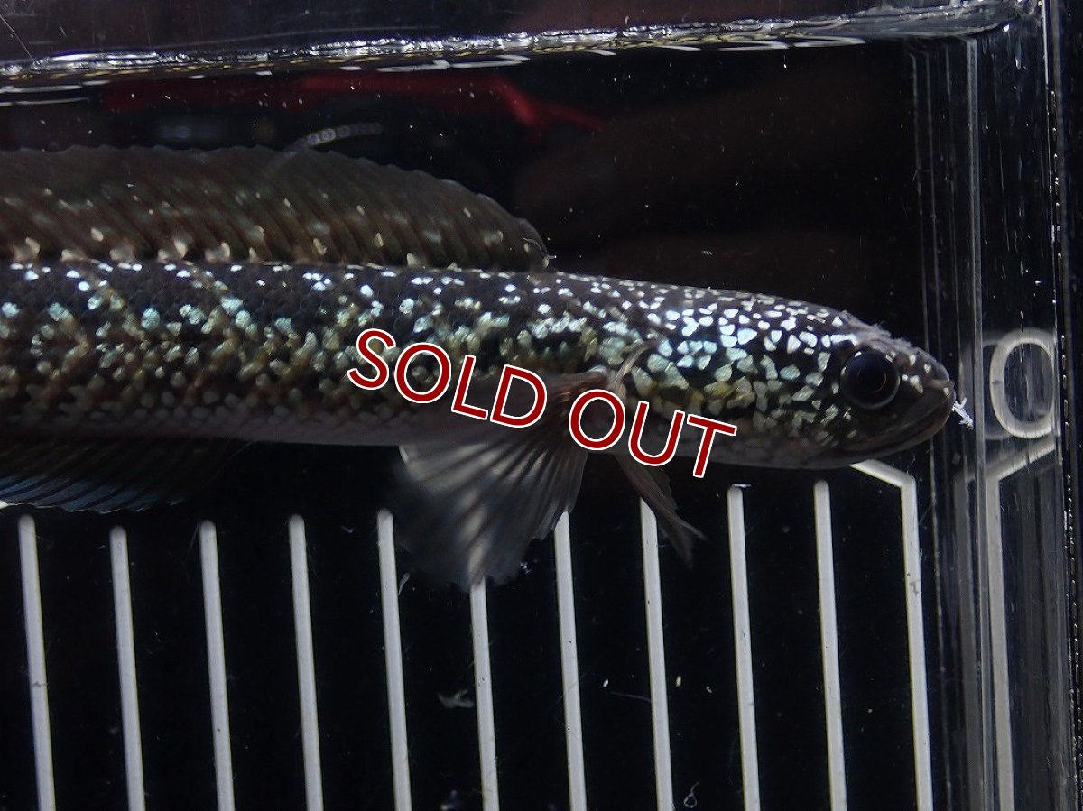 画像5: 【淡水魚】【通販】No2 上物個体 スターダストダイヤモンドコウイタ【個体販売】(±16cm)(大型魚・スネークヘッド)(生体)(熱帯魚)NKO (5)