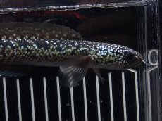画像5: 【淡水魚】【通販】No2 上物個体 スターダストダイヤモンドコウイタ【個体販売】(±16cm)(大型魚・スネークヘッド)(生体)(熱帯魚)NKO (5)