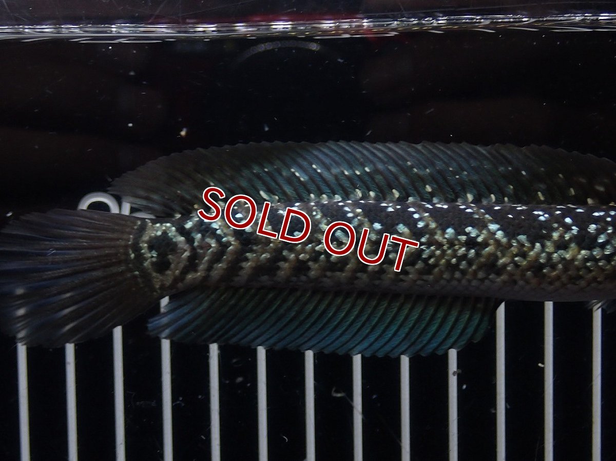 画像6: 【淡水魚】【通販】No2 上物個体 スターダストダイヤモンドコウイタ【個体販売】(±16cm)(大型魚・スネークヘッド)(生体)(熱帯魚)NKO (6)