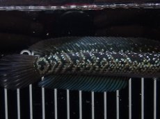 画像6: 【淡水魚】【通販】No2 上物個体 スターダストダイヤモンドコウイタ【個体販売】(±16cm)(大型魚・スネークヘッド)(生体)(熱帯魚)NKO (6)