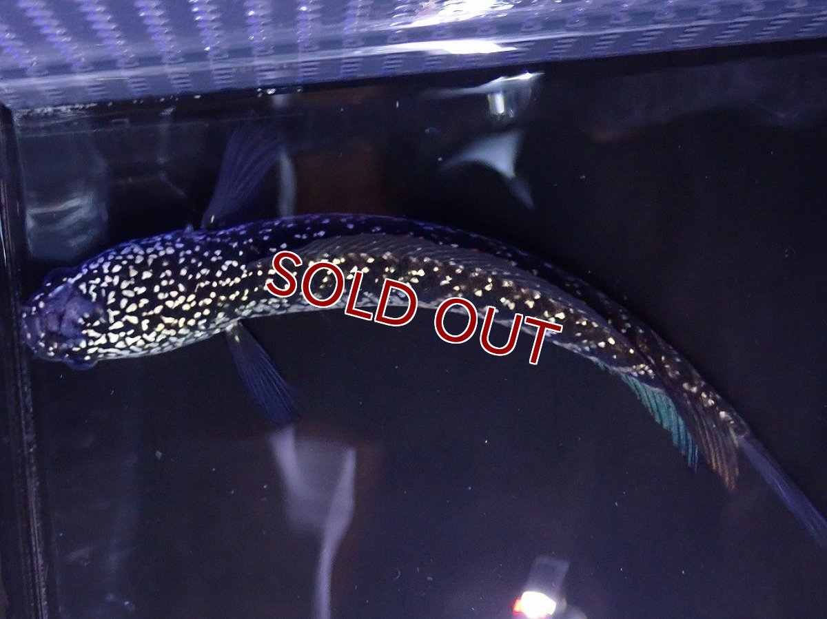 画像7: 【淡水魚】【通販】No2 上物個体 スターダストダイヤモンドコウイタ【個体販売】(±16cm)(大型魚・スネークヘッド)(生体)(熱帯魚)NKO (7)