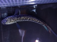 画像7: 【淡水魚】【通販】No2 上物個体 スターダストダイヤモンドコウイタ【個体販売】(±16cm)(大型魚・スネークヘッド)(生体)(熱帯魚)NKO (7)