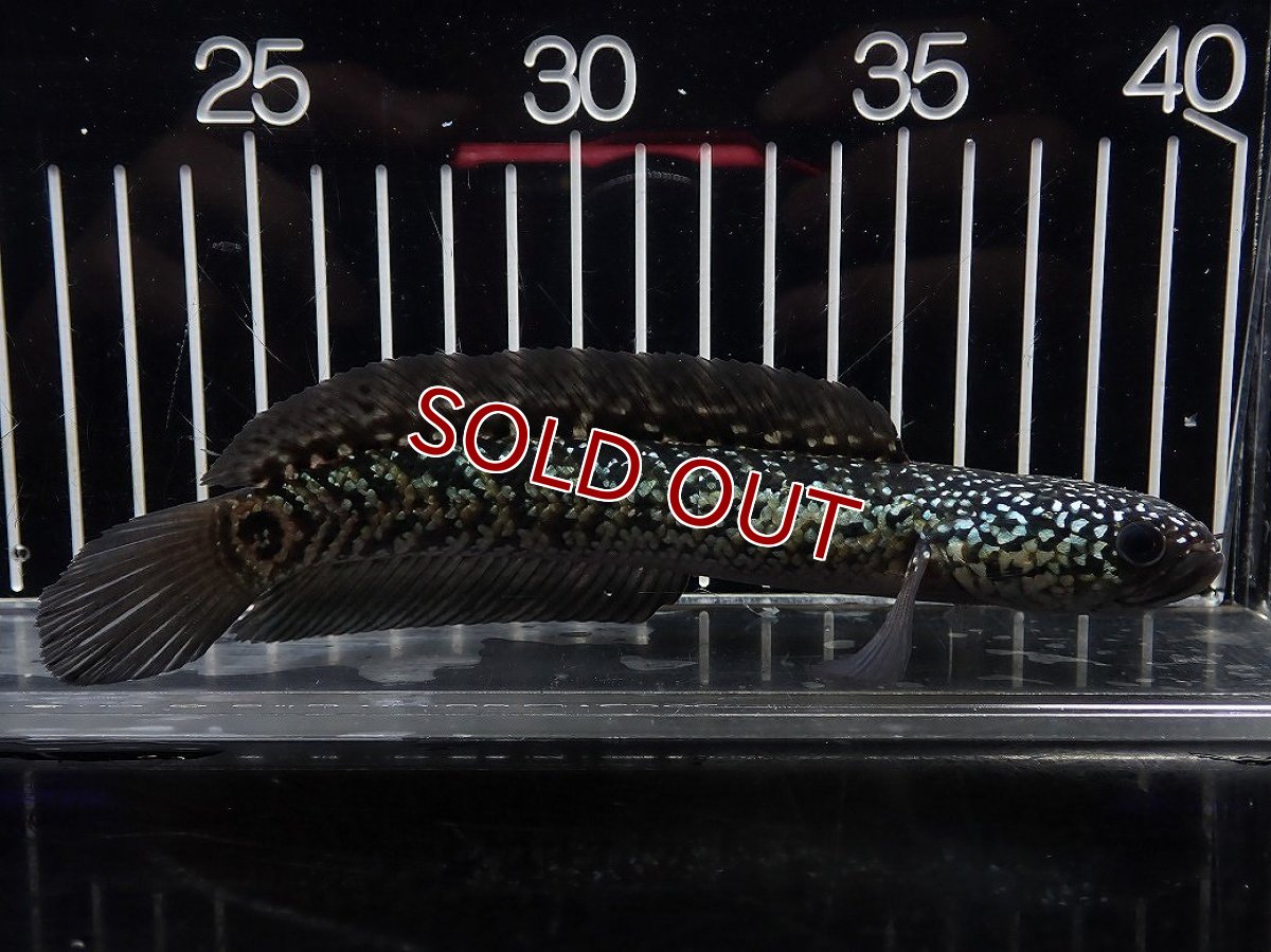 画像1: 【淡水魚】【通販】No3 上物個体 スターダストダイヤモンドコウイタ【個体販売】(±15cm)(大型魚・スネークヘッド)(生体)(熱帯魚)NKO (1)