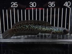 画像1: 【淡水魚】【通販】No3 上物個体 スターダストダイヤモンドコウイタ【個体販売】(±15cm)(大型魚・スネークヘッド)(生体)(熱帯魚)NKO (1)