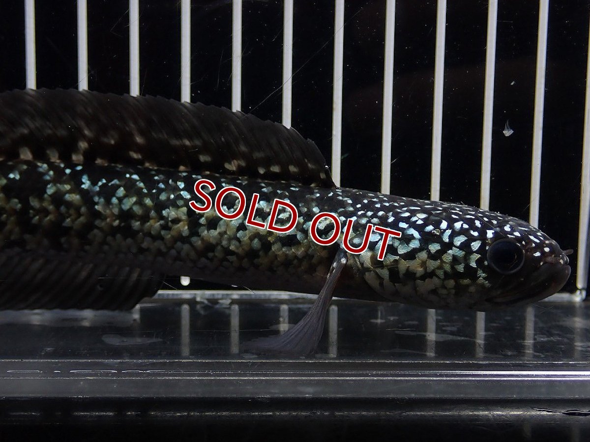画像2: 【淡水魚】【通販】No3 上物個体 スターダストダイヤモンドコウイタ【個体販売】(±15cm)(大型魚・スネークヘッド)(生体)(熱帯魚)NKO (2)