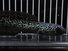 画像2: 【淡水魚】【通販】No3 上物個体 スターダストダイヤモンドコウイタ【個体販売】(±15cm)(大型魚・スネークヘッド)(生体)(熱帯魚)NKO (2)