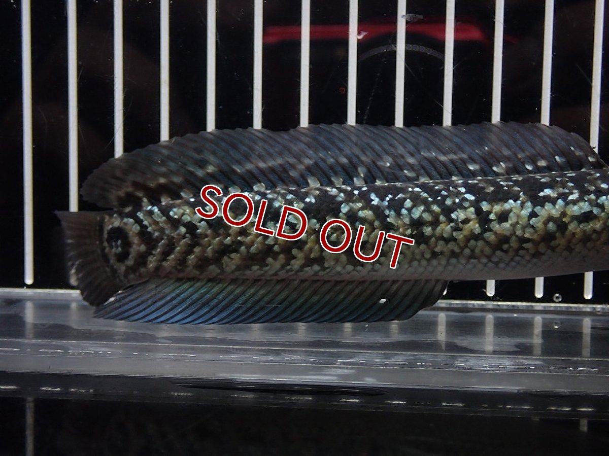 画像3: 【淡水魚】【通販】No3 上物個体 スターダストダイヤモンドコウイタ【個体販売】(±15cm)(大型魚・スネークヘッド)(生体)(熱帯魚)NKO (3)