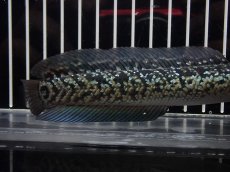 画像3: 【淡水魚】【通販】No3 上物個体 スターダストダイヤモンドコウイタ【個体販売】(±15cm)(大型魚・スネークヘッド)(生体)(熱帯魚)NKO (3)