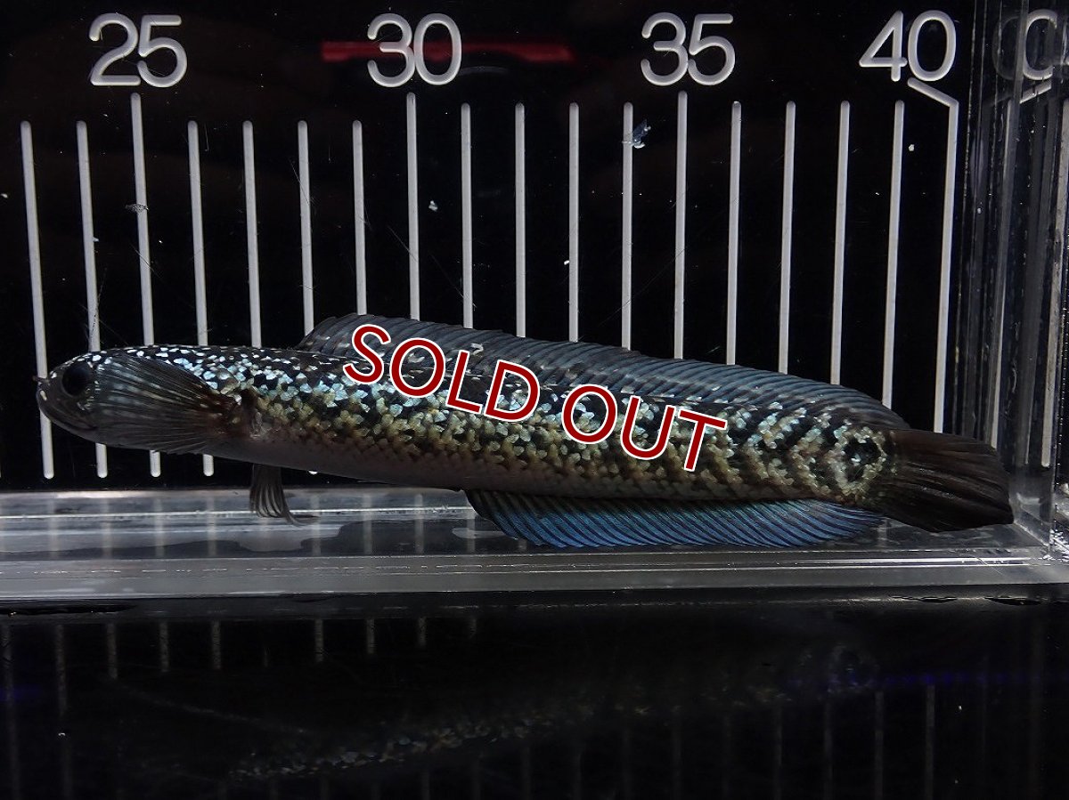 画像4: 【淡水魚】【通販】No3 上物個体 スターダストダイヤモンドコウイタ【個体販売】(±15cm)(大型魚・スネークヘッド)(生体)(熱帯魚)NKO (4)