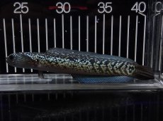 画像4: 【淡水魚】【通販】No3 上物個体 スターダストダイヤモンドコウイタ【個体販売】(±15cm)(大型魚・スネークヘッド)(生体)(熱帯魚)NKO (4)