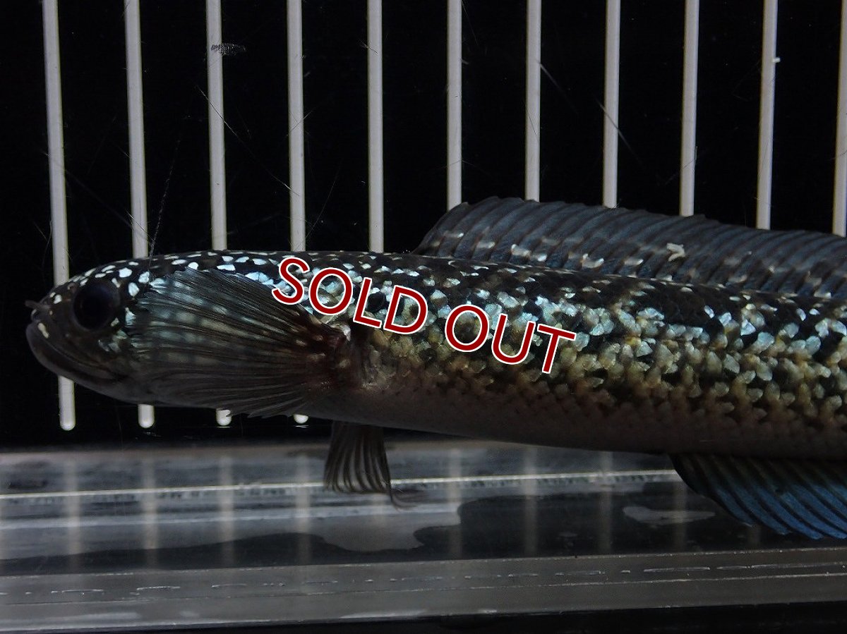 画像5: 【淡水魚】【通販】No3 上物個体 スターダストダイヤモンドコウイタ【個体販売】(±15cm)(大型魚・スネークヘッド)(生体)(熱帯魚)NKO (5)