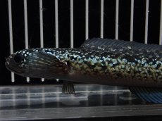 画像5: 【淡水魚】【通販】No3 上物個体 スターダストダイヤモンドコウイタ【個体販売】(±15cm)(大型魚・スネークヘッド)(生体)(熱帯魚)NKO (5)