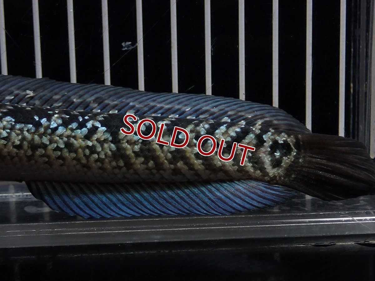 画像6: 【淡水魚】【通販】No3 上物個体 スターダストダイヤモンドコウイタ【個体販売】(±15cm)(大型魚・スネークヘッド)(生体)(熱帯魚)NKO (6)