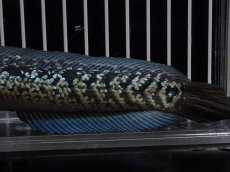 画像6: 【淡水魚】【通販】No3 上物個体 スターダストダイヤモンドコウイタ【個体販売】(±15cm)(大型魚・スネークヘッド)(生体)(熱帯魚)NKO (6)