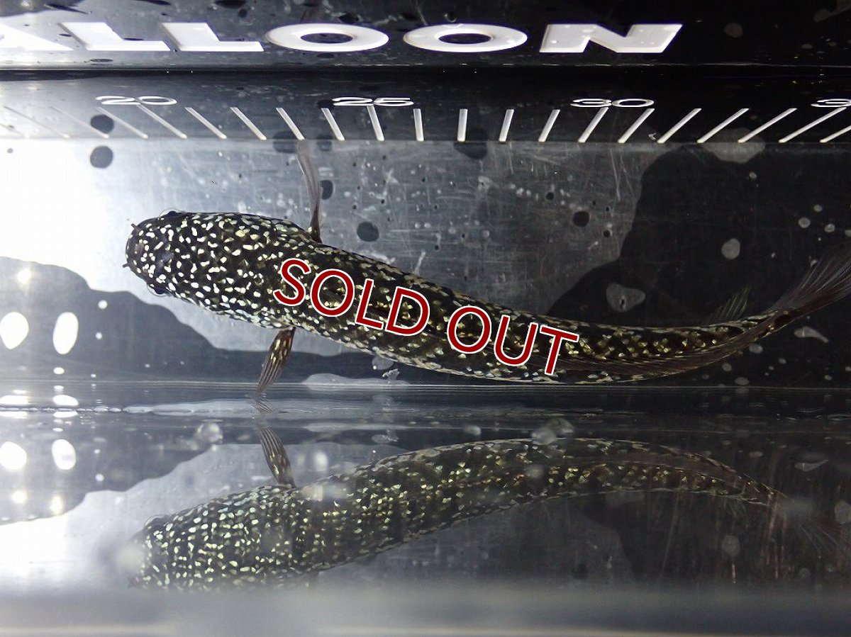 画像7: 【淡水魚】【通販】No3 上物個体 スターダストダイヤモンドコウイタ【個体販売】(±15cm)(大型魚・スネークヘッド)(生体)(熱帯魚)NKO (7)