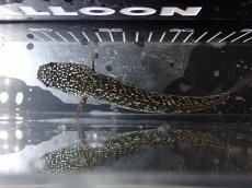 画像7: 【淡水魚】【通販】No3 上物個体 スターダストダイヤモンドコウイタ【個体販売】(±15cm)(大型魚・スネークヘッド)(生体)(熱帯魚)NKO (7)