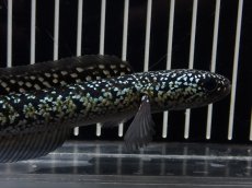 画像2: 【淡水魚】【通販】No4 上物個体 スターダストダイヤモンドコウイタ【個体販売】(±15cm)(大型魚・スネークヘッド)(生体)(熱帯魚)NKO (2)
