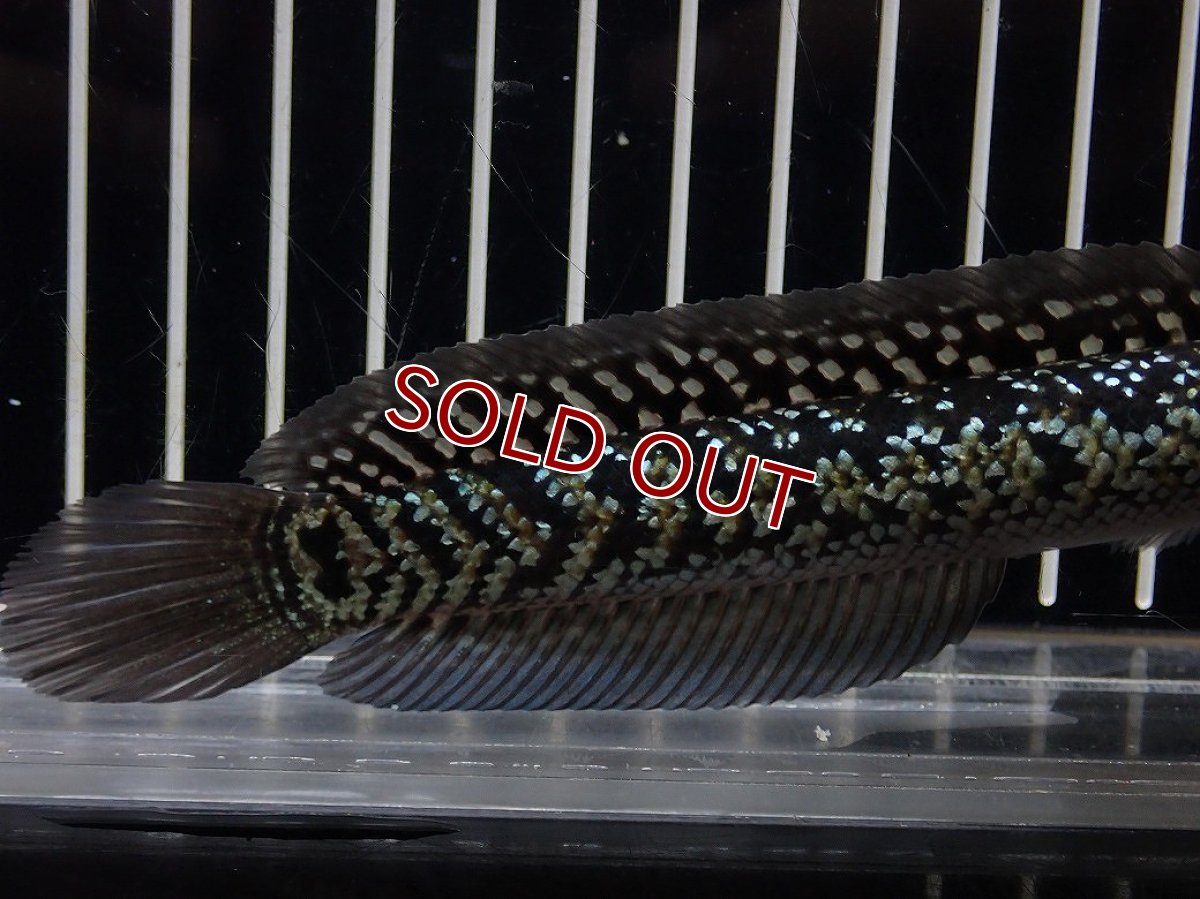 画像3: 【淡水魚】【通販】上物個体 スターダストダイヤモンドコウイタ【１匹 サンプル画像】(±12-15cm)(生体)(熱帯魚)NKO (3)