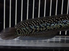 画像3: 【淡水魚】【通販】No4 上物個体 スターダストダイヤモンドコウイタ【個体販売】(±15cm)(大型魚・スネークヘッド)(生体)(熱帯魚)NKO (3)