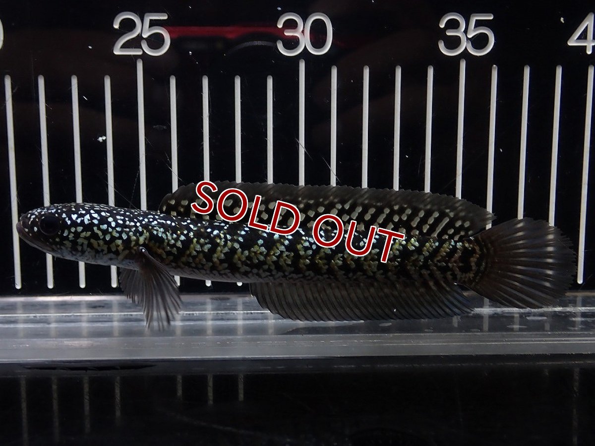 画像4: 【淡水魚】【通販】上物個体 スターダストダイヤモンドコウイタ【１匹 サンプル画像】(±12-15cm)(生体)(熱帯魚)NKO (4)