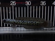 画像4: 【淡水魚】【通販】No4 上物個体 スターダストダイヤモンドコウイタ【個体販売】(±15cm)(大型魚・スネークヘッド)(生体)(熱帯魚)NKO (4)