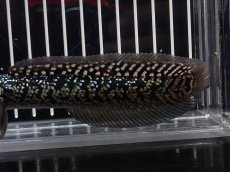 画像6: 【淡水魚】【通販】No4 上物個体 スターダストダイヤモンドコウイタ【個体販売】(±15cm)(大型魚・スネークヘッド)(生体)(熱帯魚)NKO (6)