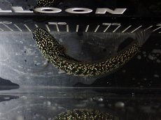 画像7: 【淡水魚】【通販】No4 上物個体 スターダストダイヤモンドコウイタ【個体販売】(±15cm)(大型魚・スネークヘッド)(生体)(熱帯魚)NKO (7)