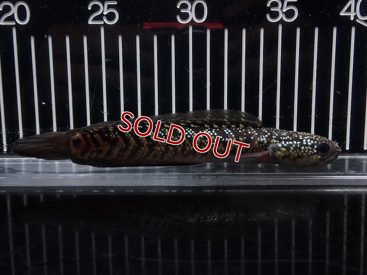 画像1: 【淡水魚】【通販】No5 上物個体 スターダストダイヤモンドコウイタ【個体販売】(±16cm)(大型魚・スネークヘッド)(生体)(熱帯魚)NKO (1)