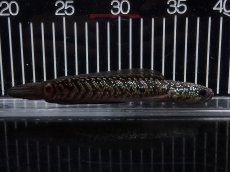 画像1: 【淡水魚】【通販】No5 上物個体 スターダストダイヤモンドコウイタ【個体販売】(±16cm)(大型魚・スネークヘッド)(生体)(熱帯魚)NKO (1)