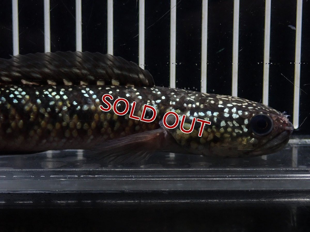 画像2: 【淡水魚】【通販】No5 上物個体 スターダストダイヤモンドコウイタ【個体販売】(±16cm)(大型魚・スネークヘッド)(生体)(熱帯魚)NKO (2)