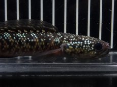 画像2: 【淡水魚】【通販】No5 上物個体 スターダストダイヤモンドコウイタ【個体販売】(±16cm)(大型魚・スネークヘッド)(生体)(熱帯魚)NKO (2)