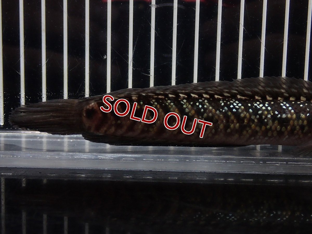 画像3: 【淡水魚】【通販】No5 上物個体 スターダストダイヤモンドコウイタ【個体販売】(±16cm)(大型魚・スネークヘッド)(生体)(熱帯魚)NKO (3)