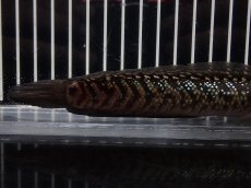 画像3: 【淡水魚】【通販】No5 上物個体 スターダストダイヤモンドコウイタ【個体販売】(±16cm)(大型魚・スネークヘッド)(生体)(熱帯魚)NKO (3)