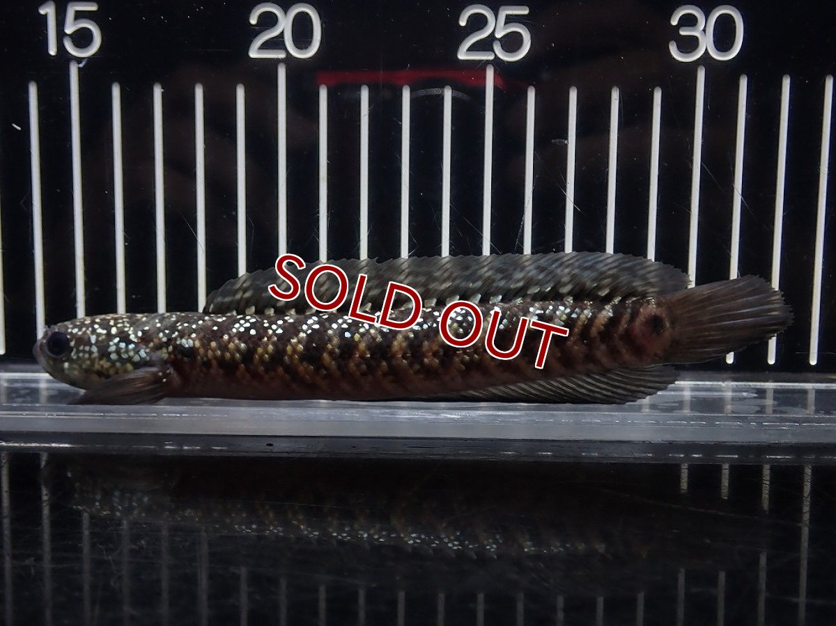 画像4: 【淡水魚】【通販】No5 上物個体 スターダストダイヤモンドコウイタ【個体販売】(±16cm)(大型魚・スネークヘッド)(生体)(熱帯魚)NKO (4)