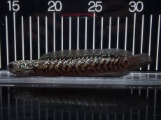 画像4: 【淡水魚】【通販】No5 上物個体 スターダストダイヤモンドコウイタ【個体販売】(±16cm)(大型魚・スネークヘッド)(生体)(熱帯魚)NKO (4)