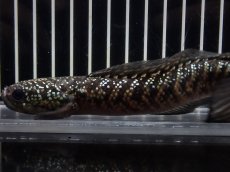 画像5: 【淡水魚】【通販】No5 上物個体 スターダストダイヤモンドコウイタ【個体販売】(±16cm)(大型魚・スネークヘッド)(生体)(熱帯魚)NKO (5)