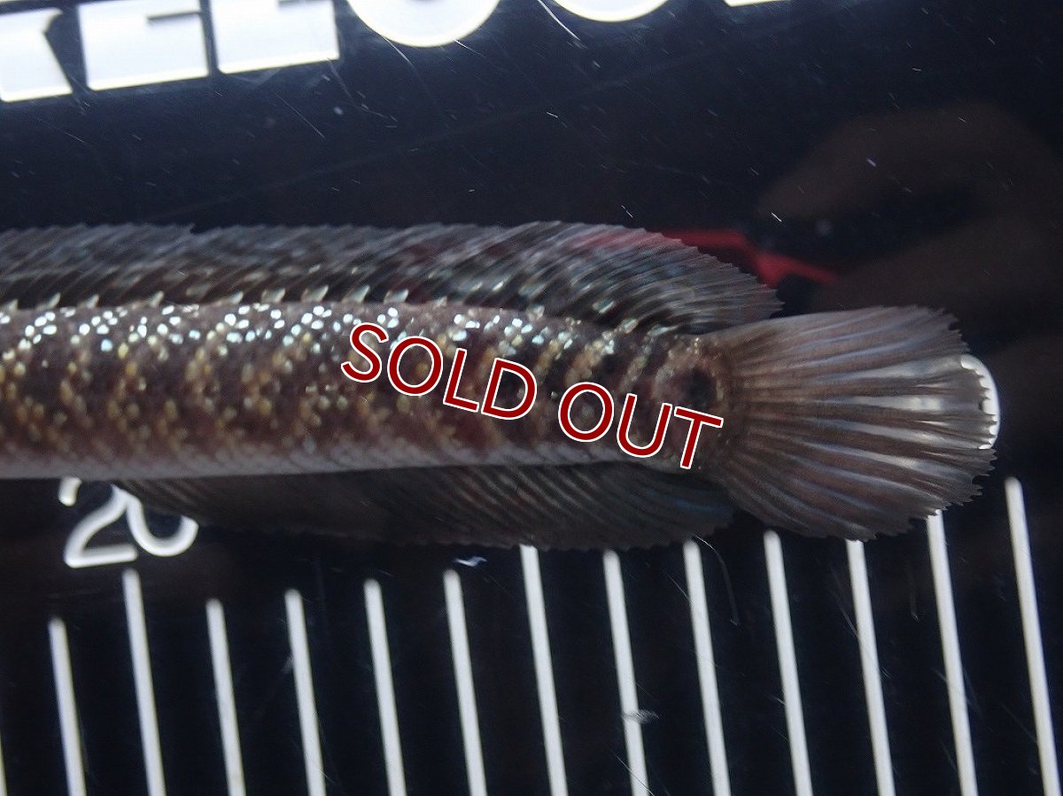 画像6: 【淡水魚】【通販】No5 上物個体 スターダストダイヤモンドコウイタ【個体販売】(±16cm)(大型魚・スネークヘッド)(生体)(熱帯魚)NKO (6)