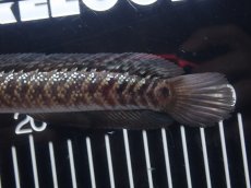 画像6: 【淡水魚】【通販】No5 上物個体 スターダストダイヤモンドコウイタ【個体販売】(±16cm)(大型魚・スネークヘッド)(生体)(熱帯魚)NKO (6)