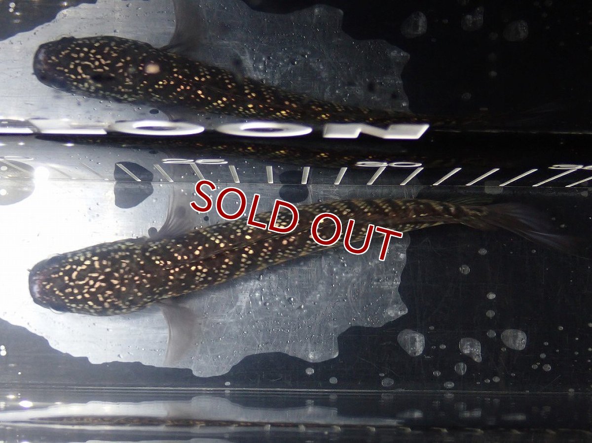 画像7: 【淡水魚】【通販】No5 上物個体 スターダストダイヤモンドコウイタ【個体販売】(±16cm)(大型魚・スネークヘッド)(生体)(熱帯魚)NKO (7)