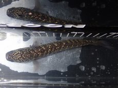 画像7: 【淡水魚】【通販】No5 上物個体 スターダストダイヤモンドコウイタ【個体販売】(±16cm)(大型魚・スネークヘッド)(生体)(熱帯魚)NKO (7)