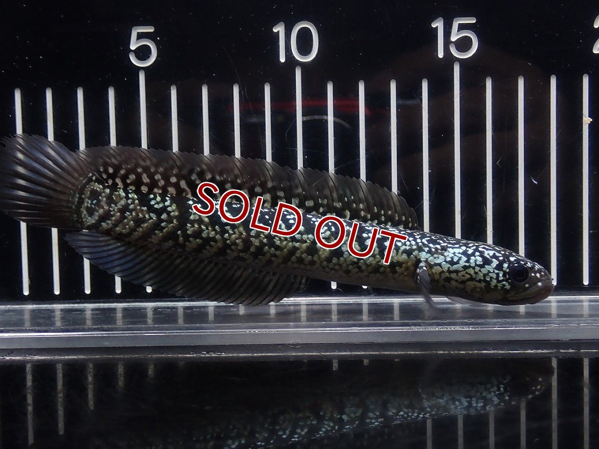 画像1: 【淡水魚】【通販】No6 上物個体 スターダストダイヤモンドコウイタ【個体販売】(±16cm)(大型魚・スネークヘッド)(生体)(熱帯魚)NKO (1)