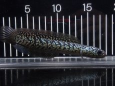 画像1: 【淡水魚】【通販】No6 上物個体 スターダストダイヤモンドコウイタ【個体販売】(±16cm)(大型魚・スネークヘッド)(生体)(熱帯魚)NKO (1)
