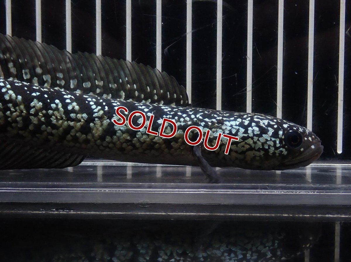 画像2: 【淡水魚】【通販】No6 上物個体 スターダストダイヤモンドコウイタ【個体販売】(±16cm)(大型魚・スネークヘッド)(生体)(熱帯魚)NKO (2)