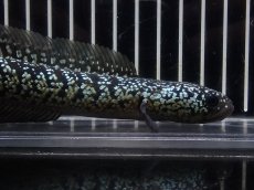 画像2: 【淡水魚】【通販】No6 上物個体 スターダストダイヤモンドコウイタ【個体販売】(±16cm)(大型魚・スネークヘッド)(生体)(熱帯魚)NKO (2)