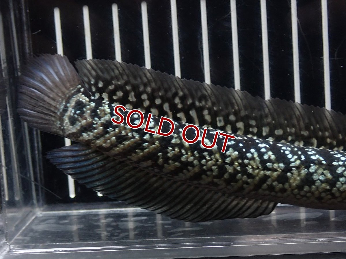 画像3: 【淡水魚】【通販】No6 上物個体 スターダストダイヤモンドコウイタ【個体販売】(±16cm)(大型魚・スネークヘッド)(生体)(熱帯魚)NKO (3)