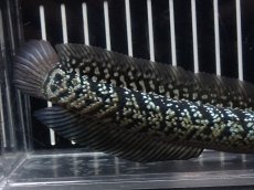 画像3: 【淡水魚】【通販】No6 上物個体 スターダストダイヤモンドコウイタ【個体販売】(±16cm)(大型魚・スネークヘッド)(生体)(熱帯魚)NKO (3)